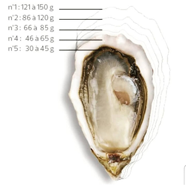 Calibre des hu�tres