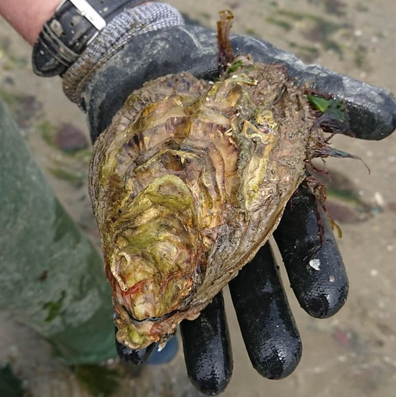 Production d'hu�tres